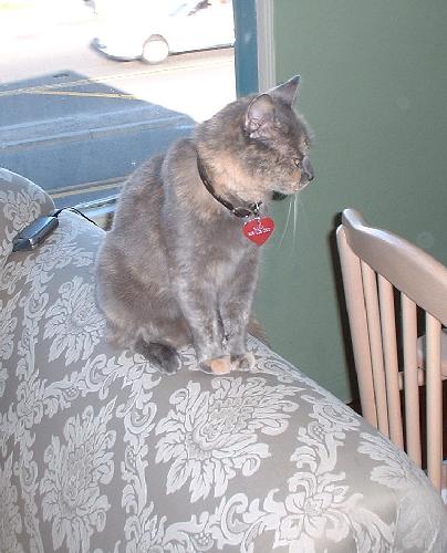 Gaea on the couch.jpg 37.8K